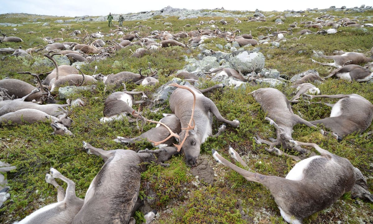 Landscape of fear': what a mass of rotting reindeer carcasses taught  scientists | Wildlife | The Guardian