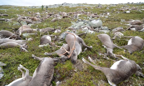 The Arctic's most populous mammal still a puzzle for researchers