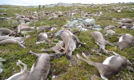 In August 2016, 323 wild tundra reindeer were killed in a freak lightning event on Norway’s Hardangervidda plateau.
