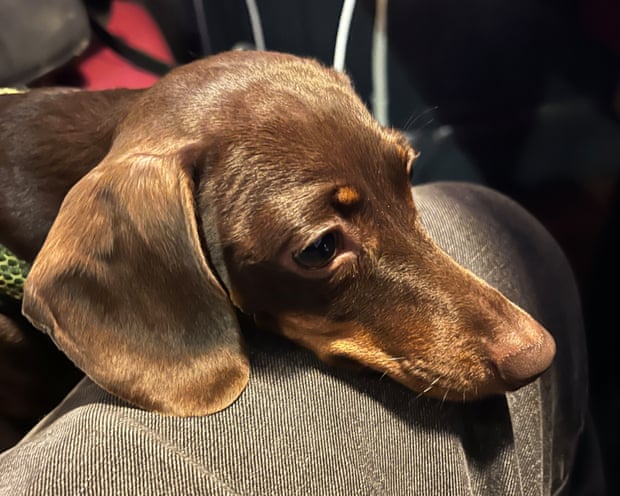 Willow, the official dog of the Guardian Thursday quiz