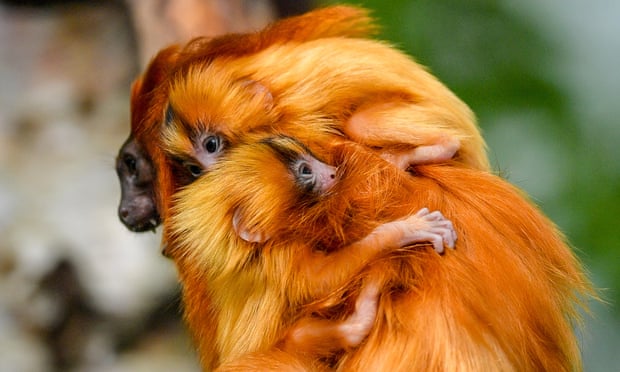 Twin golden lion tamarins, which were born at Bristol Zoo Gardens, cling to their parents.