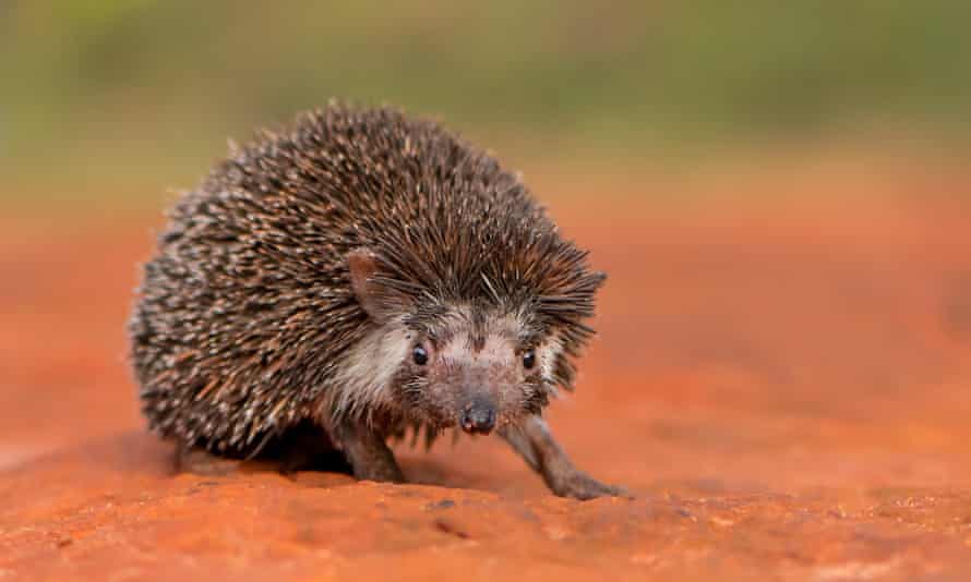 Madras hedgehog