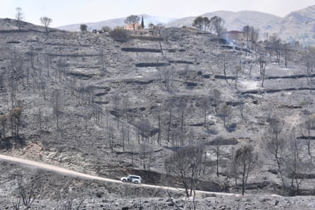 Land scorched by the wildfire in Los Gallardos. Blackened, bare trees stand on a hillside grey with ash as a small vehicle is driven up a narrow road in the foreground.