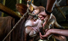 A veterinarian inspects a cow for foot-mouth-disease ahead of Eid al-Adha. Indonesia is dealing with its first large-scale outbreak of the disease in almost 40 years.