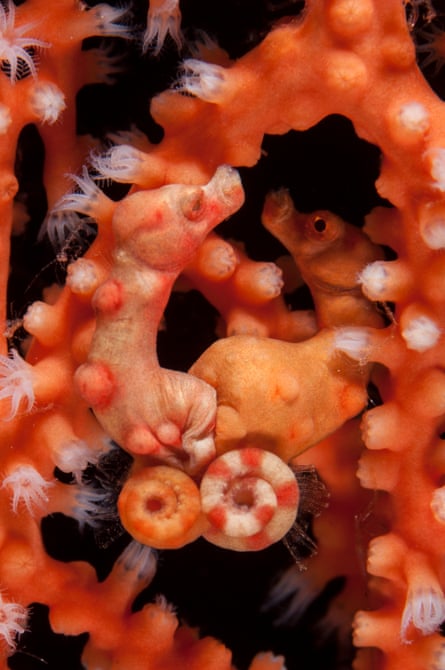 A pair of mating Denise’s pygmy seahorses. The female on the left is passing eggs to the brood pouch of the male.