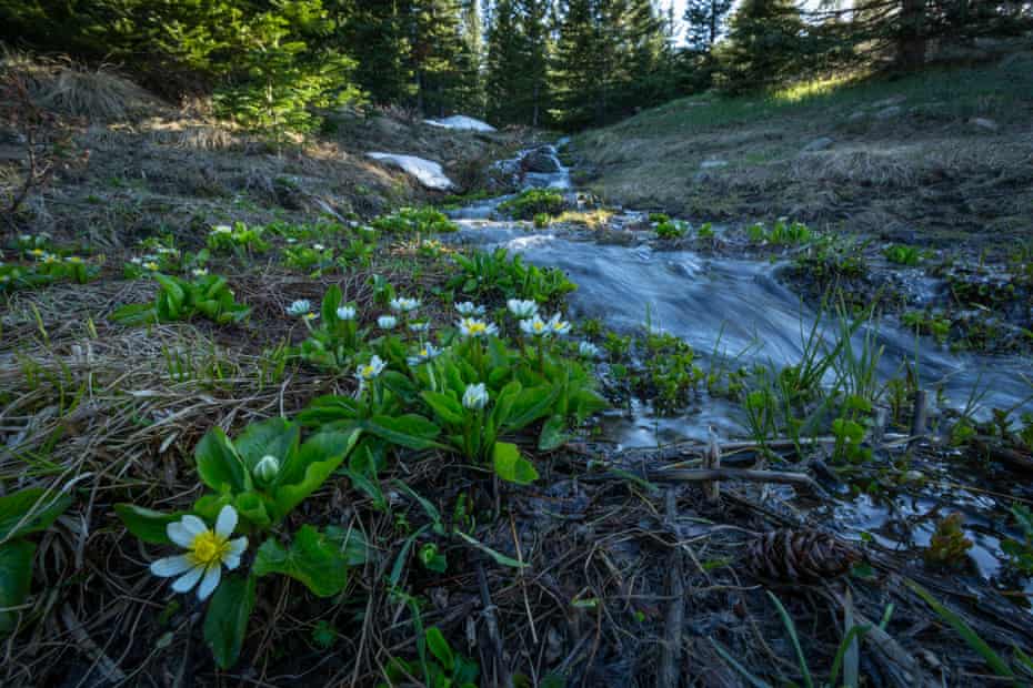 A small stream surrounded by lush vegetation in the mountains of northern New Mexico