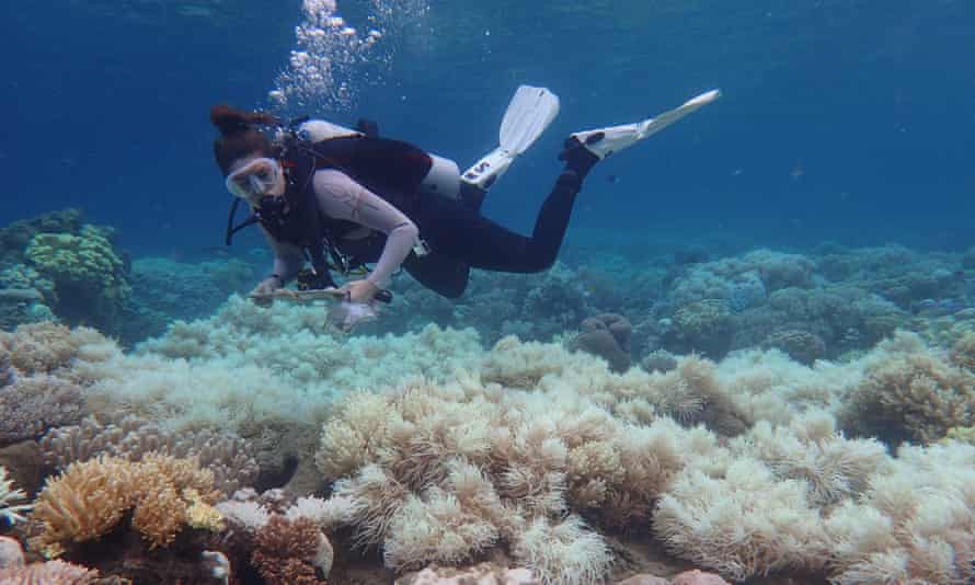 Great Barrier Reef coral bleaching