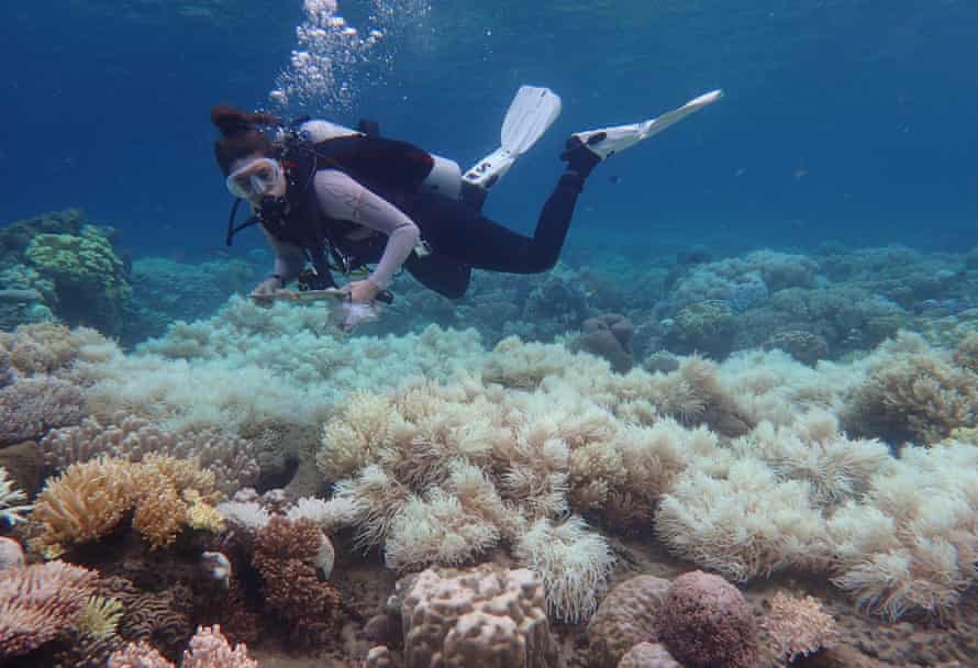 bleaching damage on the corals of the Great Barrier Reef, Queensland, Australia.