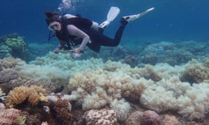 Bleaching damage on the corals of the Great Barrier Reef, Queensland, Australia. 