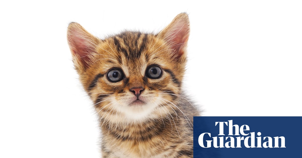 Is the US becoming a nation of cat lovers?