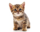 Is the US becoming a nation of cat lovers?