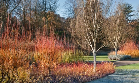Stems of dogwood ‘Midwinter Fire’, red osier dogwood and scarlet willow surround west Himalayan birch.