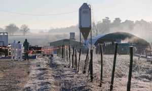 France, which has the largest poultry flock in the EU, has ordered the cull of ducks in its three most-affected regions.