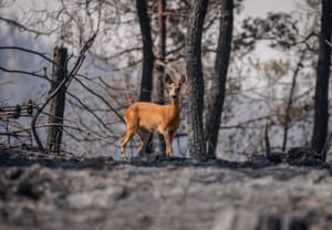 A roe deer in woodland.