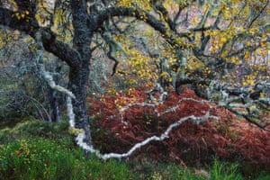 A gnarled old birch tree adorned with pale ‘old man’s beard’ lichens