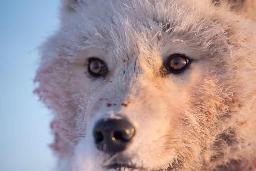 un loup de l'île d'Ellesmere dans A Perfect Planet.
