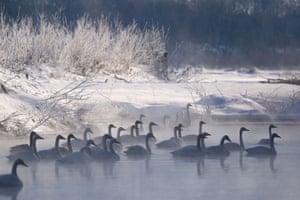 Cisnes nas margens do rio Tokachi perto de Otofuke-cho na prefeitura de Hokkaido, Japão