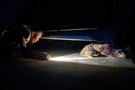A man shines a flashlight on a dog laying under a vehicle which has bloody wounds with purple-coloured antiseptic across its neck
