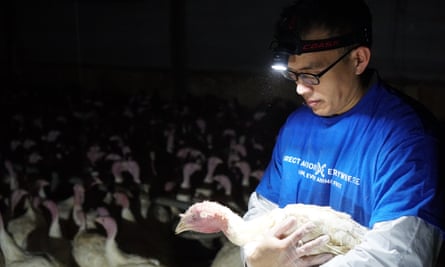 Wayne Hsiung rescues a turkey at Pitman’s farm in Utah.