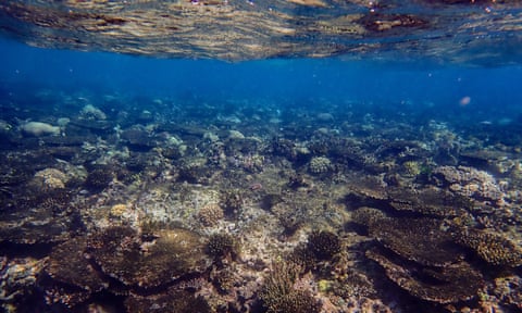 Marine scientists say there have been ‘substantial losses’ of coral cover after extreme weather at the northern Great Great Barrier Reef