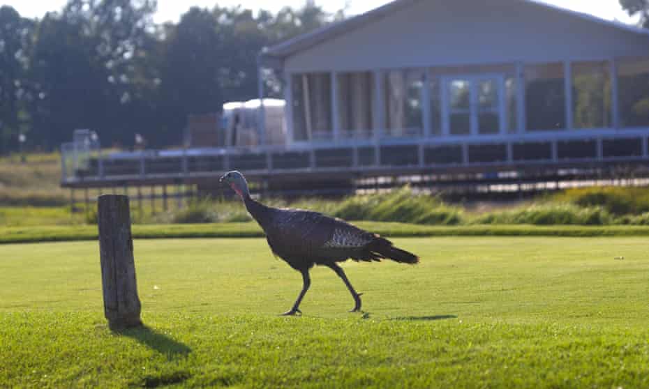 A wild turkey struts in Haven, Wisconsin. Kenosha's adopted mascot, Carl, has his Facebook group devoted to his exploits.