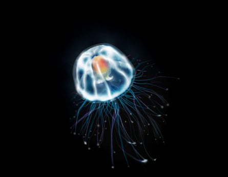 Turritopsis dohrnii