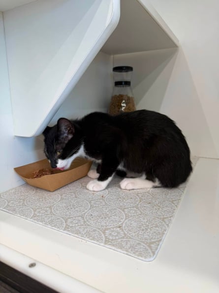 a cat eating