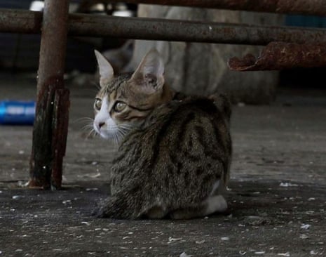 A cat at a fish market in Gaza. There is no suggestion this cat has coronavirus.