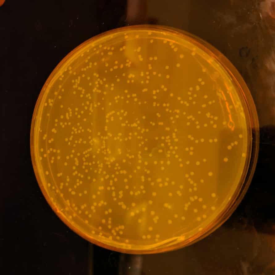 The new synthetic organism, Escherichia coli Syn61, on plates.