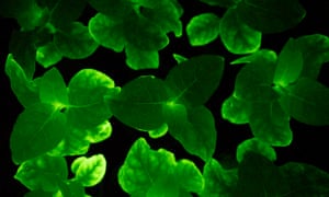 Bioluminescence could help scientists explore the inner workings of plants