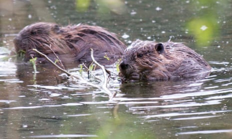 A pair of beavers in the water