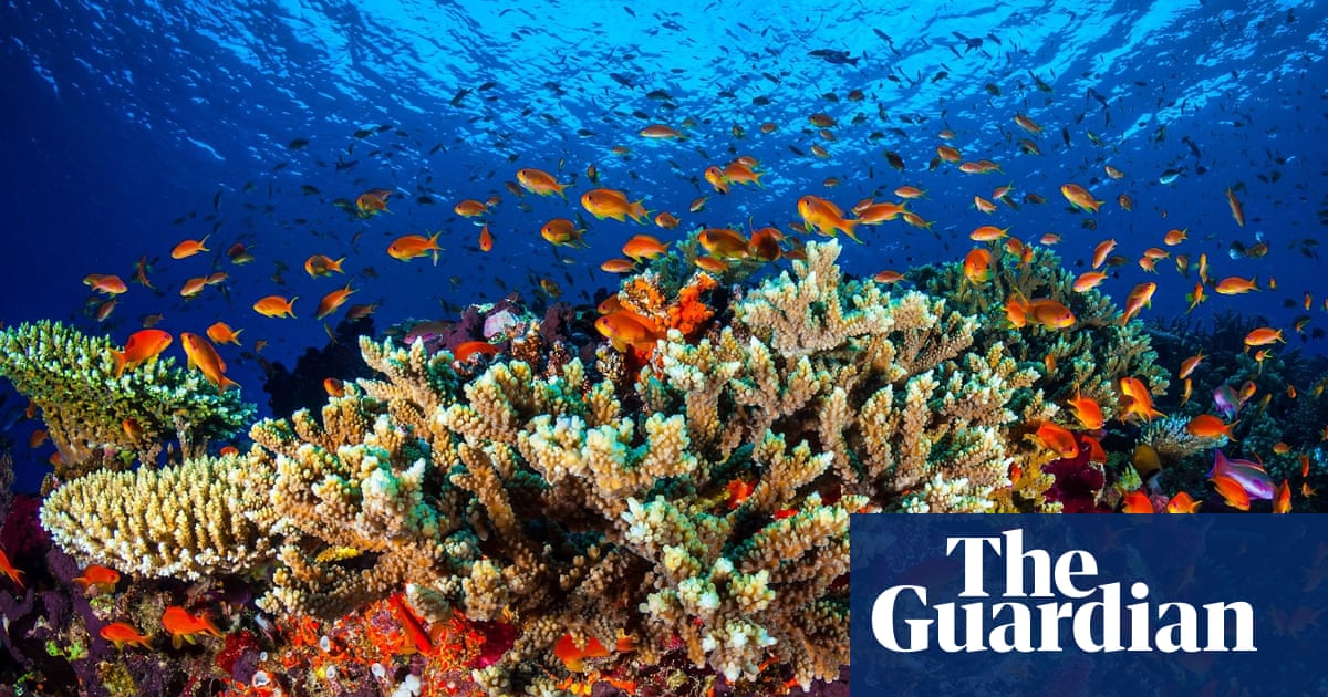 Australia ‘on track’ with climate targets needed to protect Great Barrier Reef, Labor tells Unesco