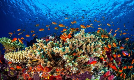 Fish swim over a reef