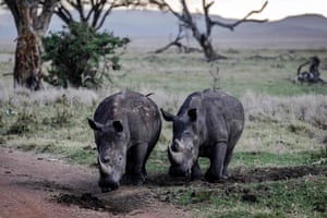 Dois rinocerontes negros pastam antes do pôr do sol na Lewa Conservancy, no Quênia