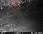 Otter erstmals seit 100 Jahren im Bronx River in New York entdeckt
