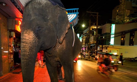 An elephant in Bangkok