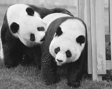 black and white photo of two giant pandas
