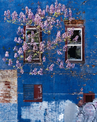Princess Tree, Baltimore, Maryland, 2024 ‘I liked the contrast between the fragile blossoms and the battered facade. This building was once part of a thriving neighbourhood that Berenice Abbott photographed in 1954, when these row houses were still lived in by industrial workers whose jobs have long since disappeared. The princess tree, an invasive species that grows quickly, feels like a metaphor for what remains when industry collapses and investment drains away. The image holds both beauty and neglect, a reminder of how nature fills the void of history.’