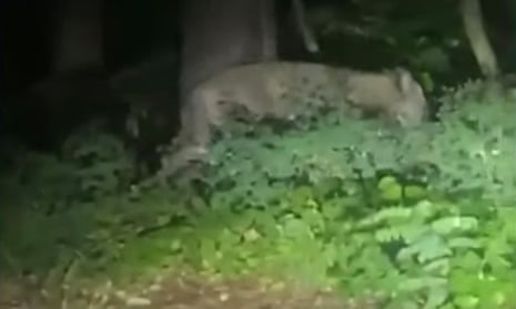 Do Mountain Lions Roam the Deep Woods of the Twin Tiers?