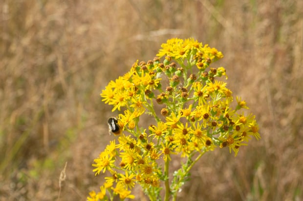 A bee on a clump of wildflowers in an uncut meadow in Eton, Windsor