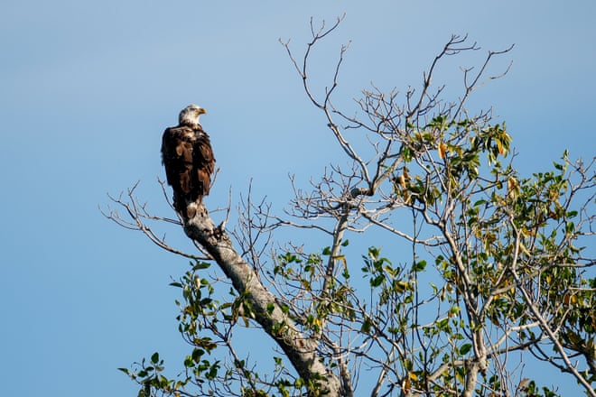 Trump orders likely to drive species’ extinction, wildlife advocates warn Trump orders likely to drive species’ extinction, wildlife advocates warn