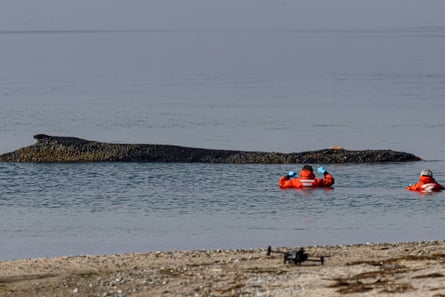Two rescuers in hi-vis up to their armpits in the sea beside whale