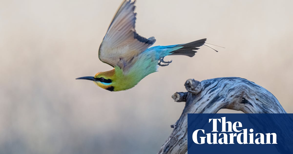 Ежевичные птицы из австралии фото Ежевичные птицы из австралии фото