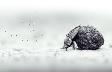 A dung beetle rolling a ball of dung