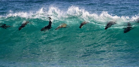 Seven seals seen just under the surface of a big breaking wave