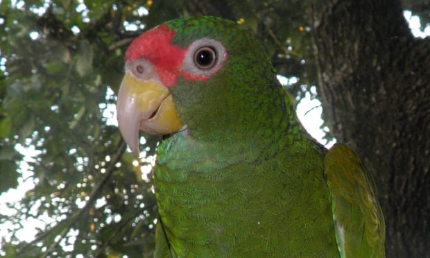 A male of the Amazona gomezgarzai species.