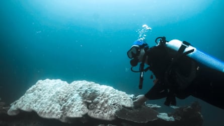 Diver & Coral Bleeching-1A diver examines bleached coral at Heron Island in the southern Great Barrier Reef.