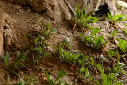green plants