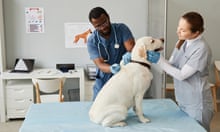 Young nurse in medical scrubs and gloves looking at labrador and holding him while veterinarian gives injection