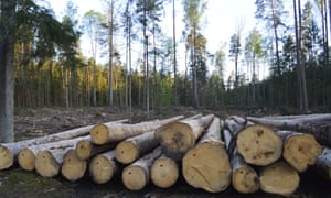 Logging in Białowieża Forest in Poland 6016.jpg?width=300&quality=85&auto=forma